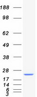 protp62256 ube2h human recombinant protein
