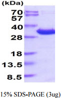 protp62258 sdspage human 14 3 3 epsilon recombinant protein