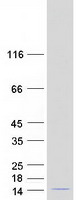 protp62312 lsm6 human recombinant protein