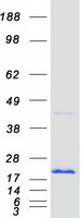 Coomassie blue staining of purified CNBP protein