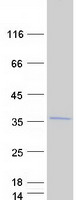 protp62917 rpl8 human recombinant protein