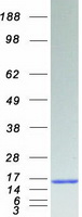 protp62942 fkbp12 fkbp1a human recombinant protein