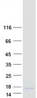 protp62952 blcap human recombinant protein