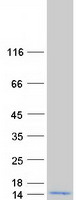 protp62987 uba52 human recombinant protein