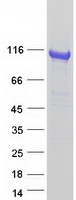 protp63010 ap2b1 human recombinant protein