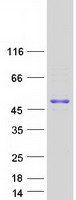 Coomassie blue staining of purified GNAS protein
