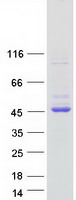 protp63096 gnai1 human recombinant protein