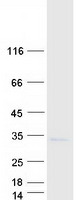protp63162 snrpn human recombinant protein