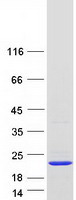 protp63279 ube2i human recombinant protein