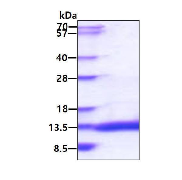 3ug by SDS-PAGE under reducing condition and visualized by coomassie blue stain