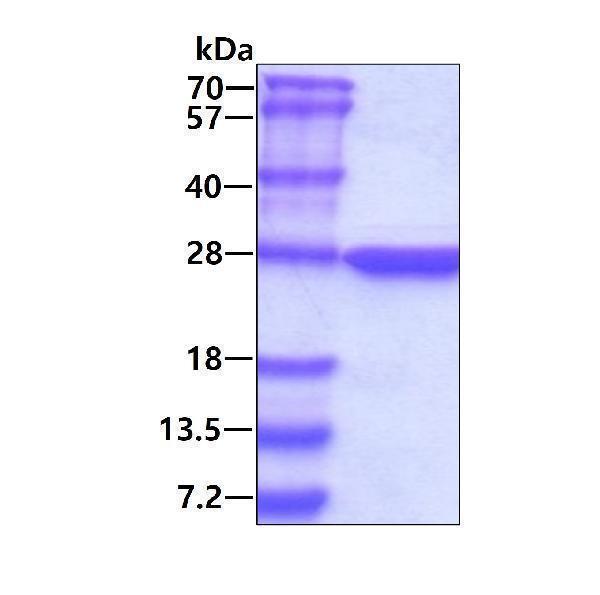 3ug by SDS-PAGE under reducing condition and visualized by coomassie blue stain