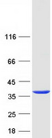 protp67936 tpm4 human recombinant protein