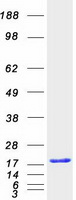 protp68036 ube2l3 human recombinant protein