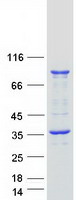 Coomassie blue staining of purified UBXN2A protein