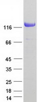 protp69849 nomo3 human recombinant protein