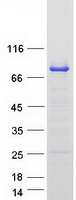 Coomassie blue staining of purified SH3BP2 protein