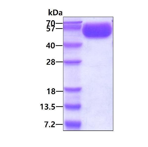 3ug by SDS-PAGE under reducing condition and visualized by coomassie blue stain