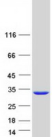 protp78330 psph human recombinant protein