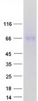 Coomassie blue staining of purified GPC5 protein