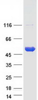 protp78356 pip5k2 beta pip4k2b human recombinant protein