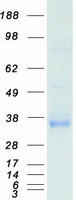 Coomassie blue staining of purified OLR1 protein