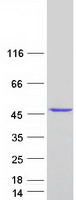 protp78406 rae1 human recombinant protein