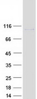 Coomassie blue staining of purified POU6F2 protein