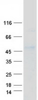 protp78545 ese1 elf3 human recombinant protein