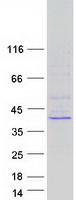Coomassie blue staining of purified NTHL1 protein