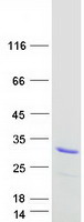 protp79522 prr3 human recombinant protein