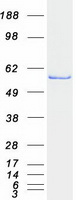 protp80404 abat human recombinant protein
