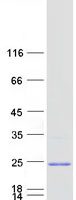 protp82912 mrps11 human recombinant protein