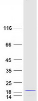 protp82932 mrps6 human recombinant protein