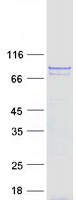 protp83436 cog7 human recombinant protein