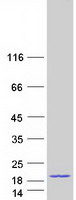 Coomassie blue staining of purified TXNL4A protein