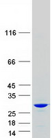 protp83916 cbx1 human recombinant protein
