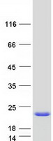 protp84077 arf1 human recombinant protein