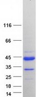 protp86480 prr20d human recombinant protein