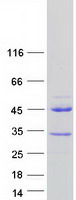 protp86496 prr20a human recombinant protein