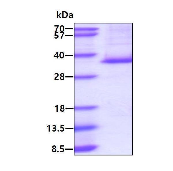 3ug by SDS-PAGE under reducing condition and visualized by coomassie blue stain