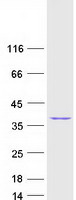 Coomassie blue staining of purified PITPNA protein