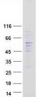 protq00587 cdc42ep1 human recombinant protein
