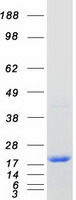 protq00765 reep5 human recombinant protein