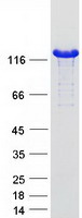 protq00872 mybpc1 human recombinant protein