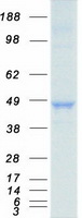 protq00978 irf9 human recombinant protein