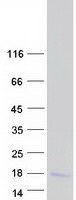 Coomassie blue staining of purified PRCD protein
