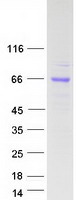 protq01101 insm1 human recombinant protein