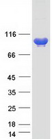 protq01432 ampd3 human recombinant protein