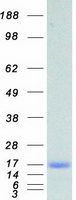Coomassie blue staining of purified FABP5 protein