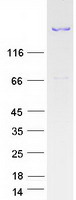 protq01484 ankyrin brain ank2 human recombinant protein